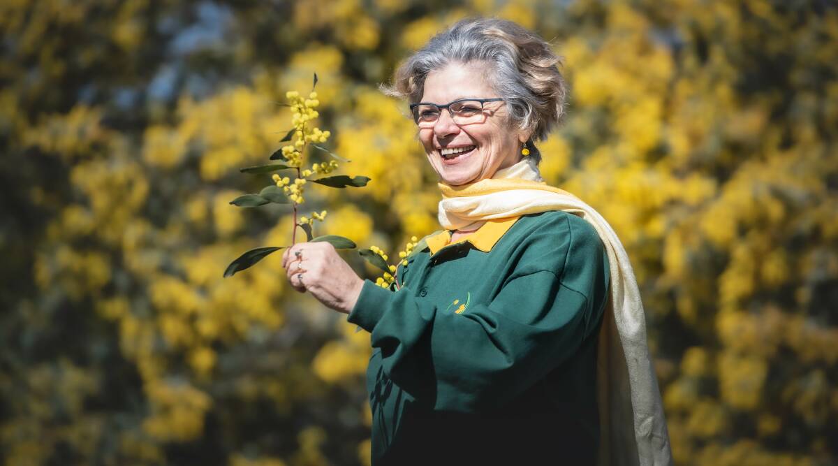 Wattle Day Association president Suzette Searle with some golden blooms in Canberra this week. Picture: Karleen Minney