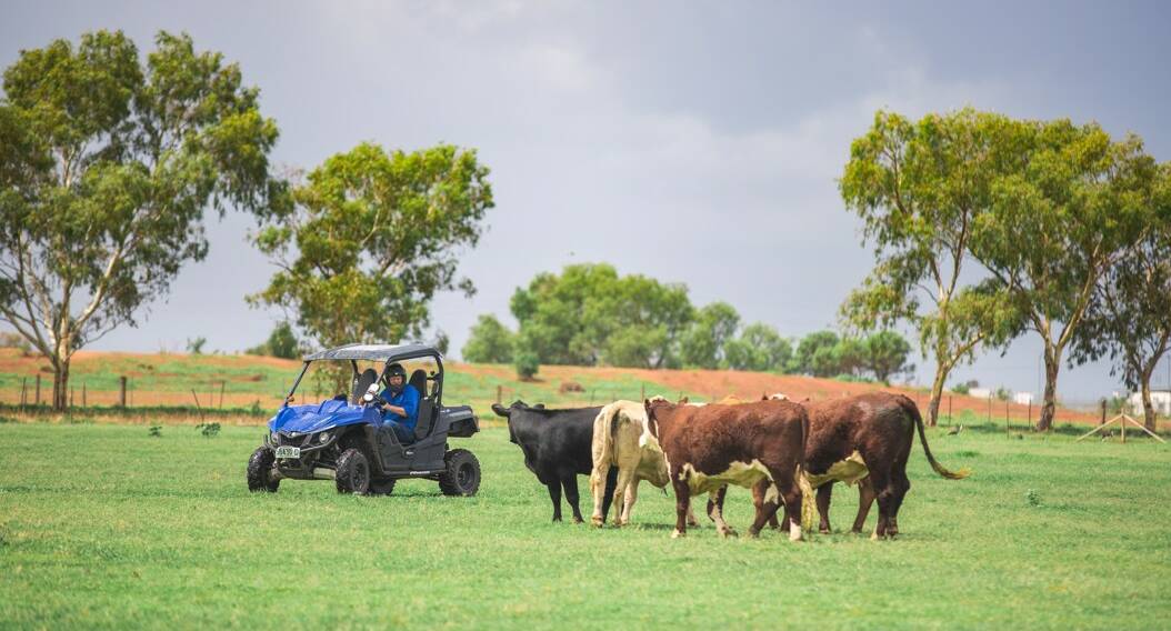 NSW rural police officers check a herd. Picture: NSW Police