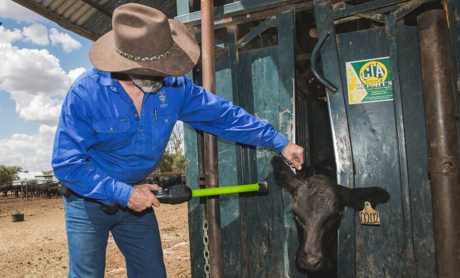 A NSW rural investigator checks the tag on a cattle in a crush. Picture: NSW Police
