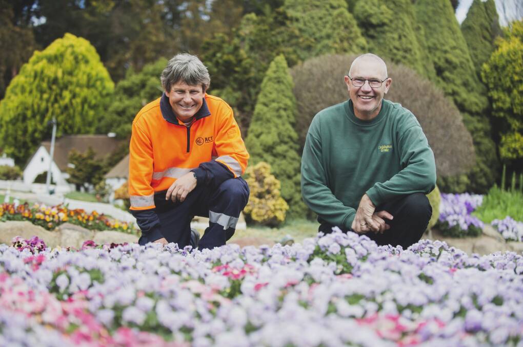 Floriade head gardener Andrew Forster and Cockington Green Gardens general manager Mark Sarah have thought outside the square for Canberra's celebration of spring this year. Picture: Dion Georgopoulos 