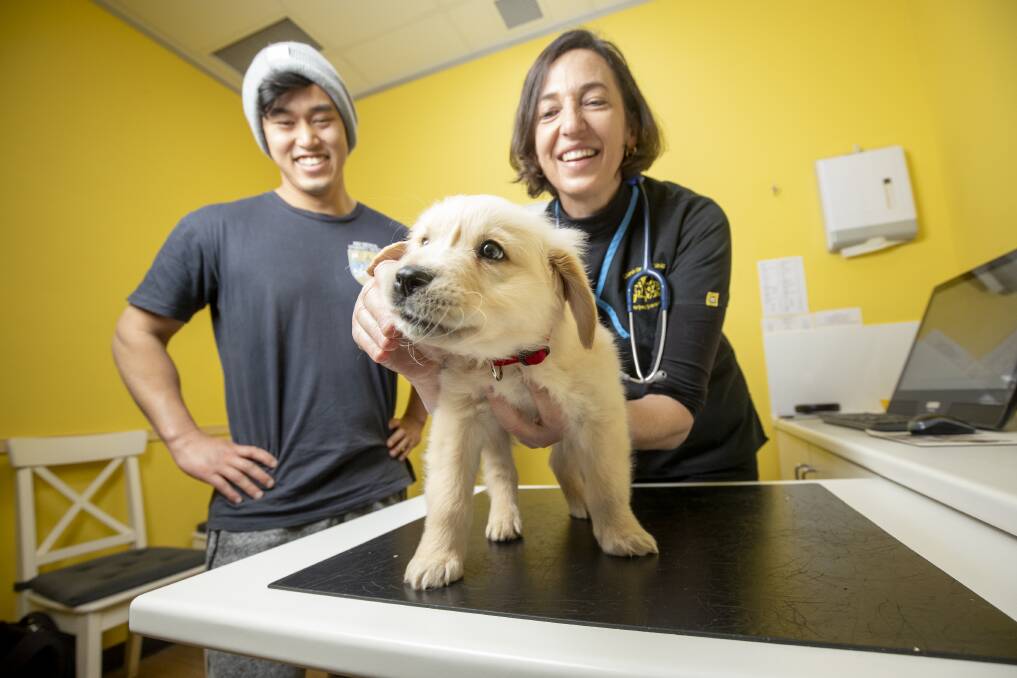 Victor Vuong watches as vet Dr Jana Walsh examines his nine-week-old golden retriever puppy at Curtin Veterinary Practice which has seen a surge in visits. Picture: Sitthixay Ditthavong 