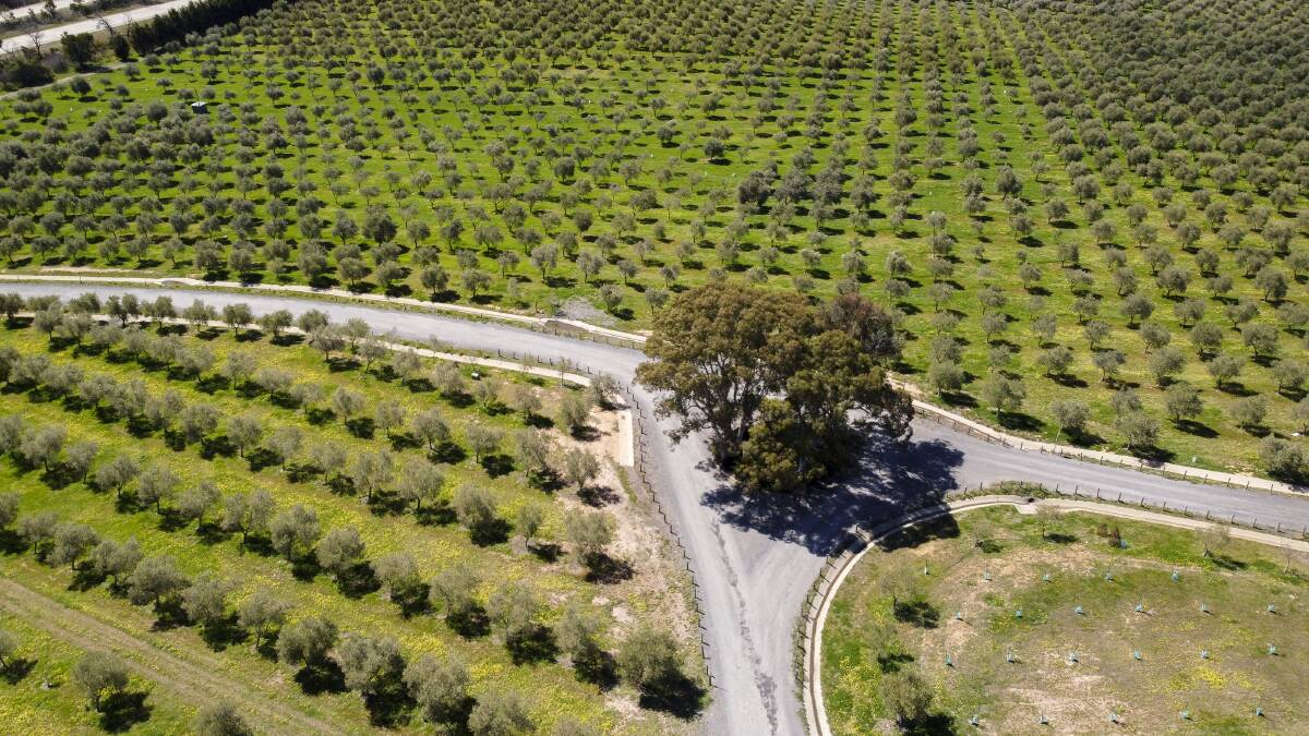Fedra Olive Grove in Collector is winning international awards for its olive oil. Picture: Sitthixay Ditthavong 
