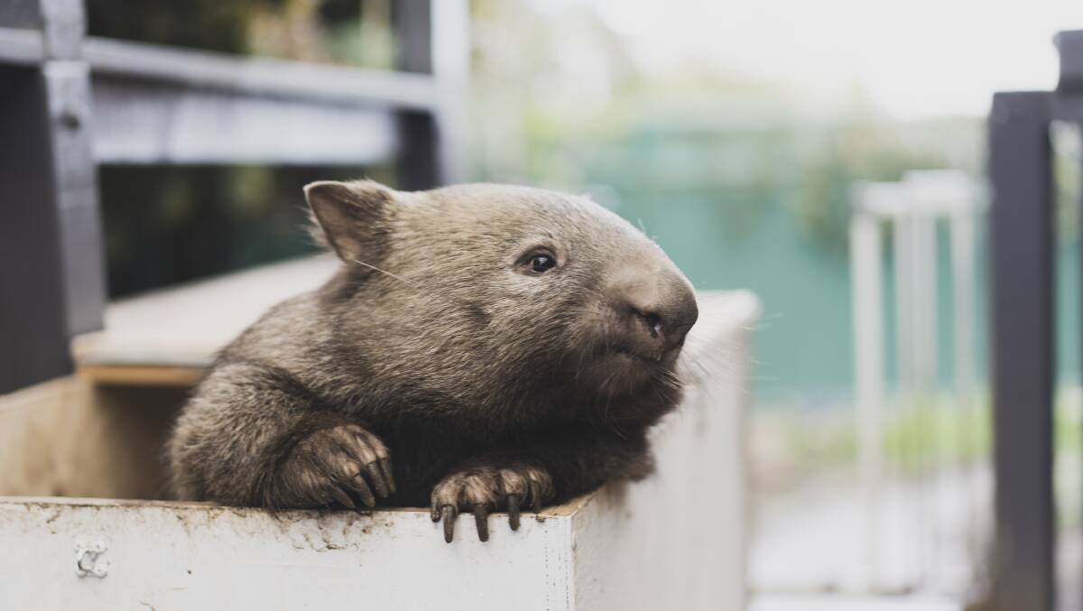 There has been a surge in wombat rescues due to recent flooding and an epidemic of mange among the local population. Picture: Dion Georgopoulos