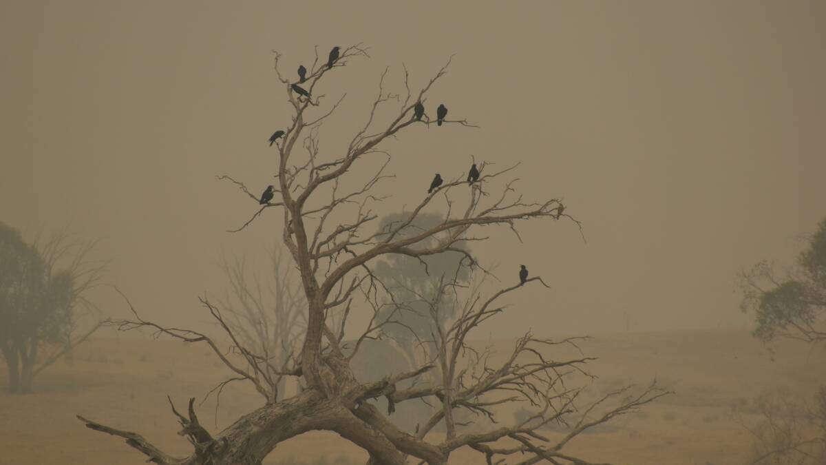 A murder of crows. Picture: Joel Davis