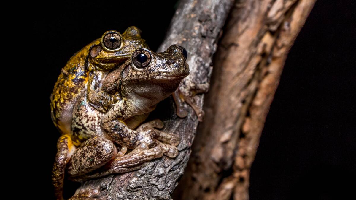 Peron's tree frog. Picture: Lora Starrs