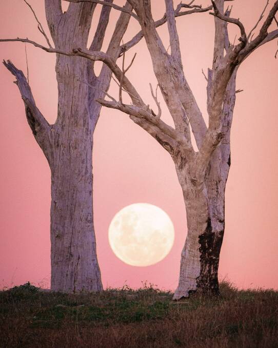 Lunar skeleton trees. Picture: Ritchie Southern