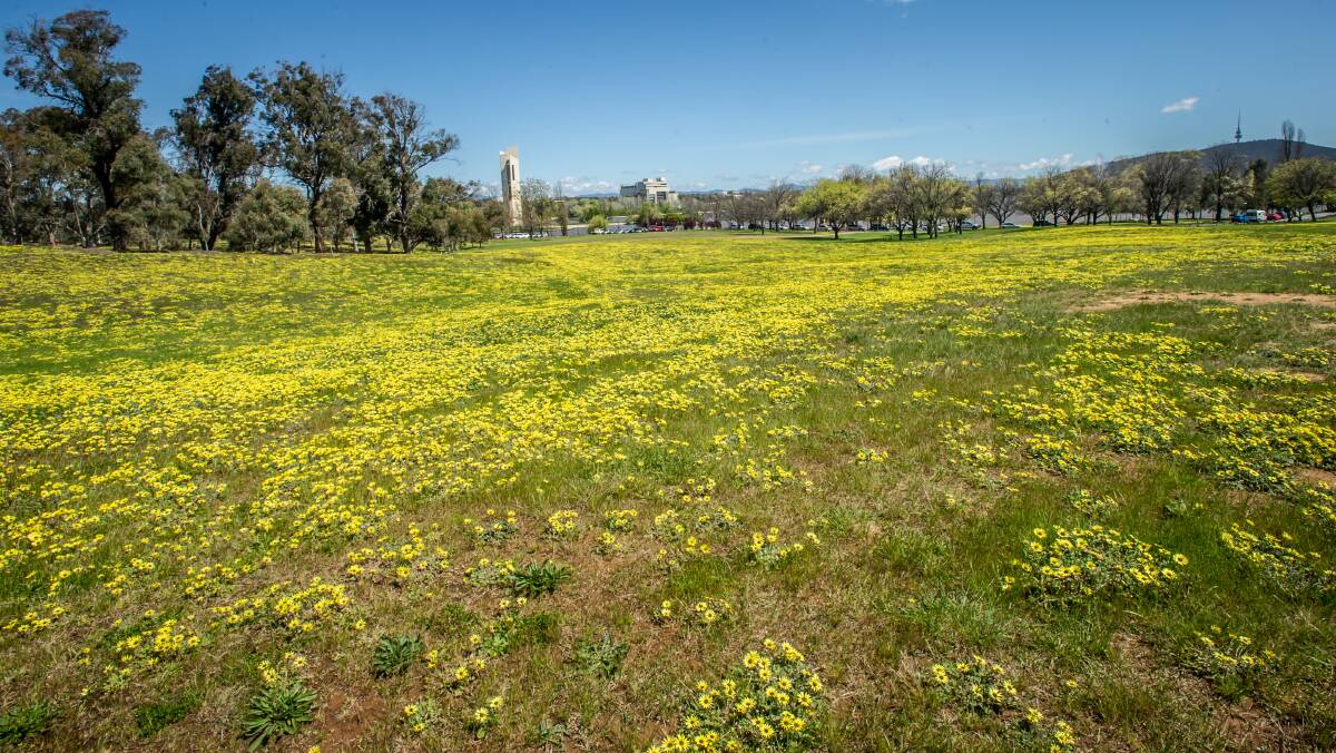Some Cape weed which took over central Canberra this year. Picture: Karleen Minney
