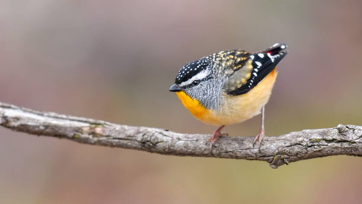 Second prize: Spotted pardalote. Picture: Lachlan Read