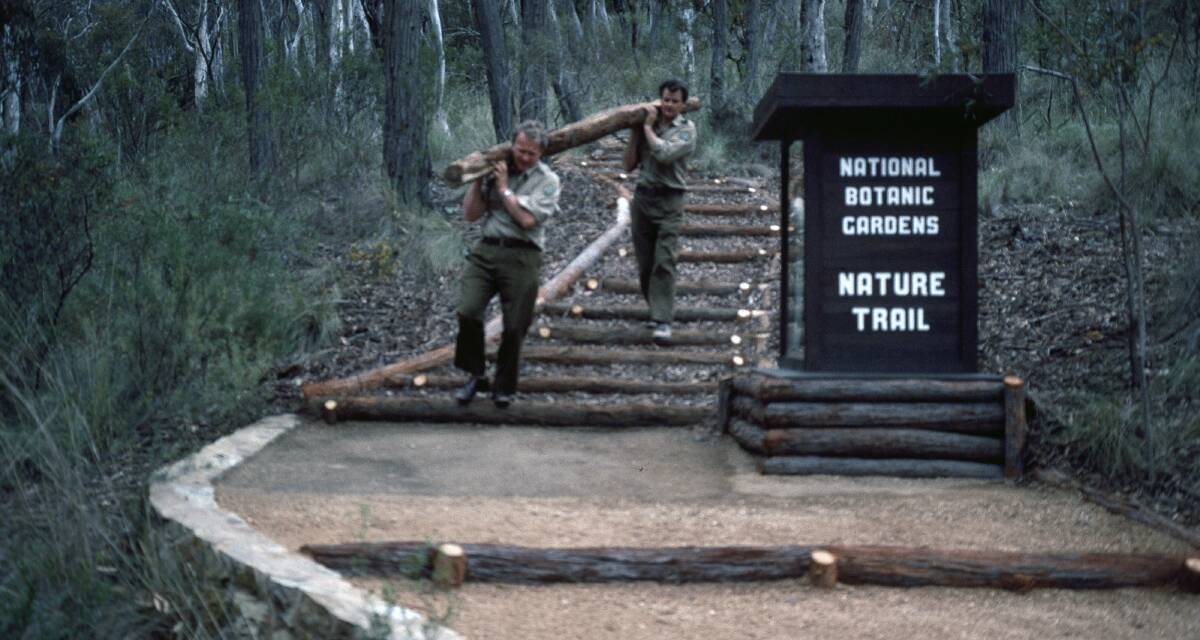 Repairs on the nature trail using local timber for log steps, 1980. Picture: ANBG.