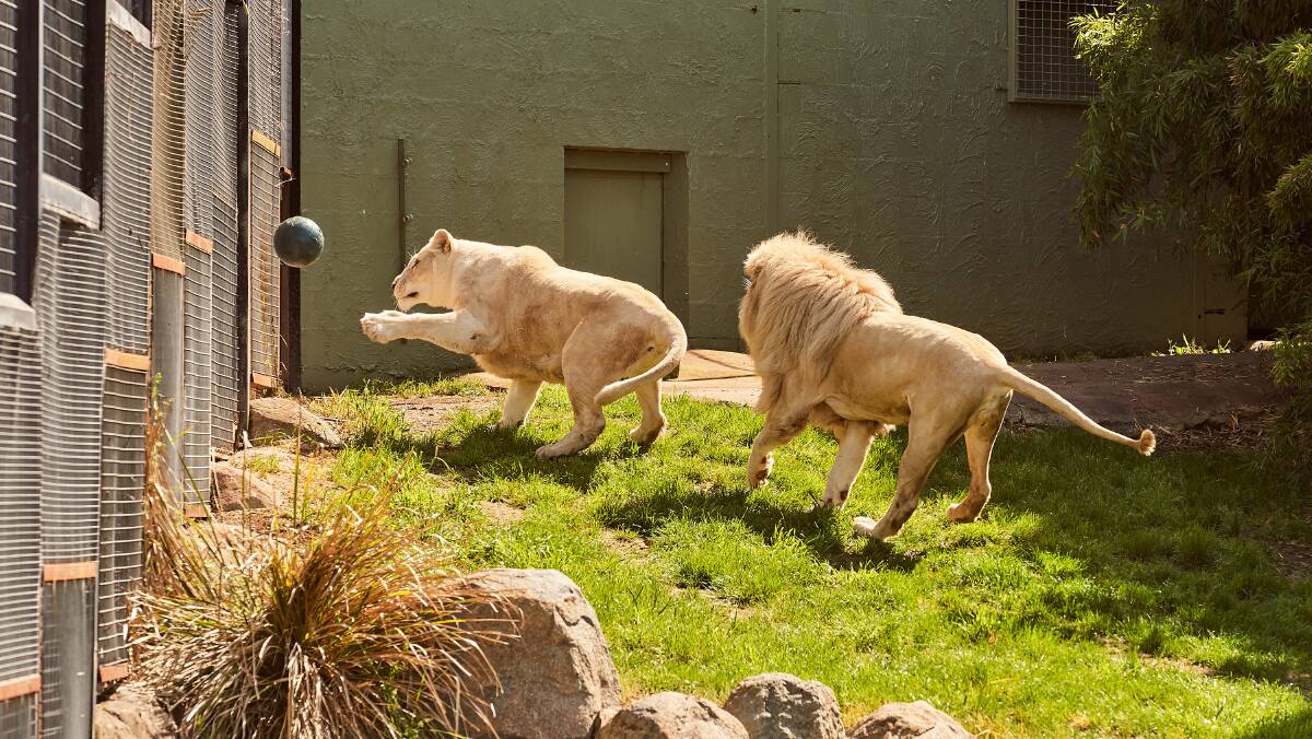 There are very few numbers of white lions around the world, most being in captivity. Picture: Matt Loxton