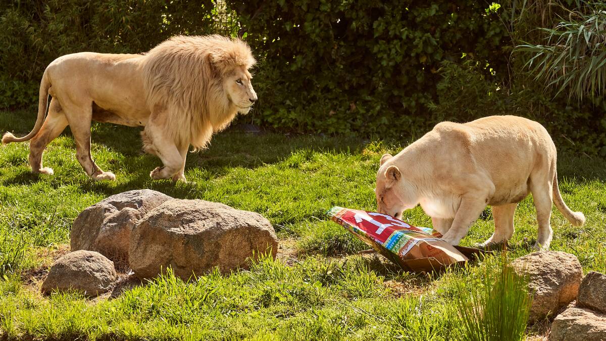 White lion siblings, Jake and Mischka, who celebrated their 13th birthday. Picture: Matt Loxton