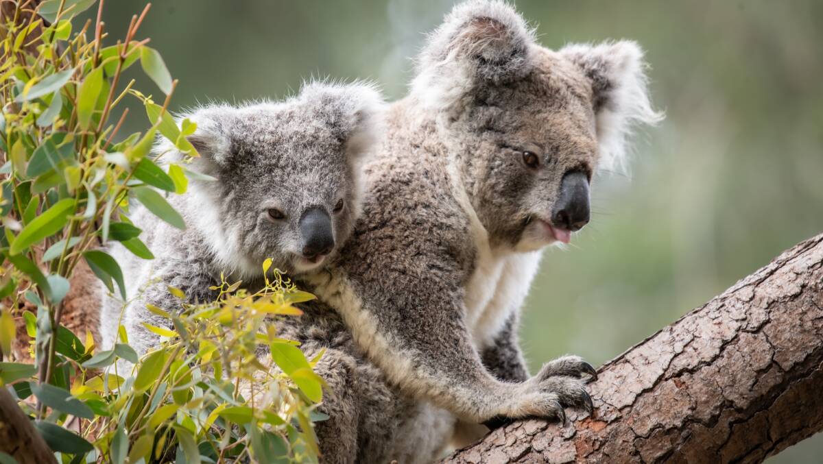 The National Zoo & Aquarium have announced the birth and naming of 11-month-old koala joey, Namadgi (pictured with mother Matilda). Picture: Karleen Minney
