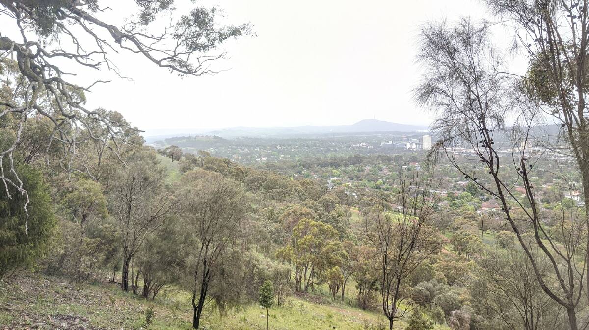 Canberra's trees play a vital role in keeping the city cool.
Picture: Megan Doherty
