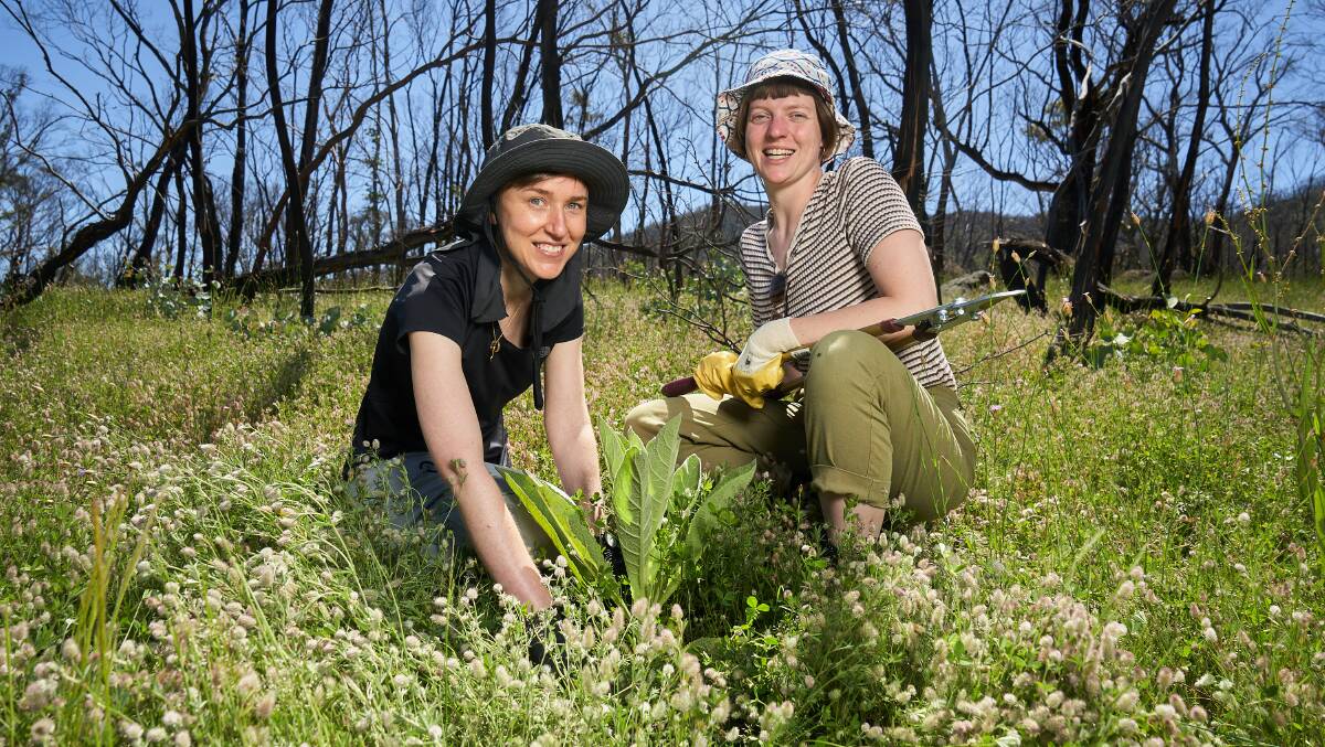 Landcare volunteers Meghan Bergamin and Milly Cooper weeding in Namadgi National Park on Sunday. Picture: Matt Loxton