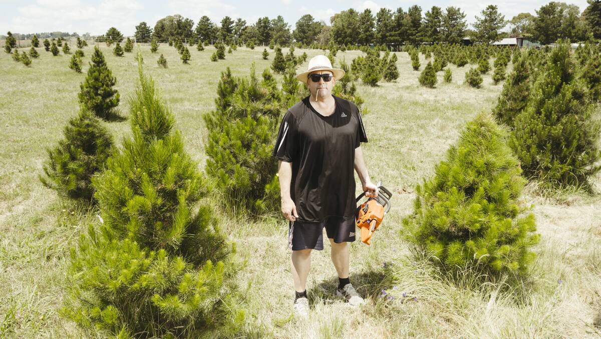 Bespoke Christmas Trees owner Mick Barlow at his farm in Wallaroo is expecting a busy christmas. Picture: Dion Georgopoulos