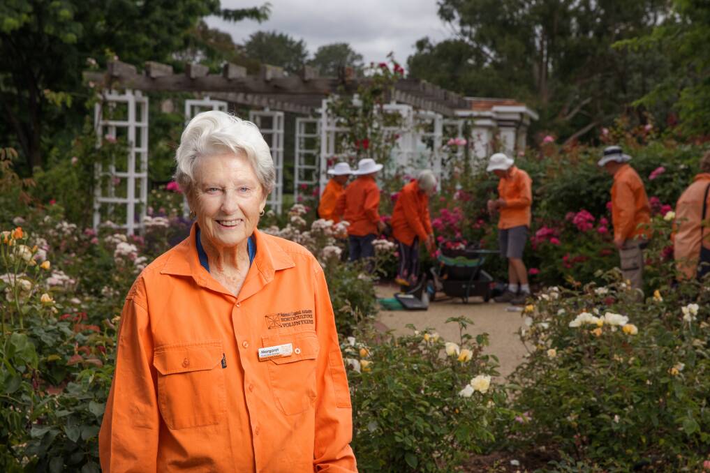 Margaret Cornwell joins other National Capital Authority horticulture volunteers every Thursday to work on the rose gardens. Picture: Sitthixay Ditthavong 