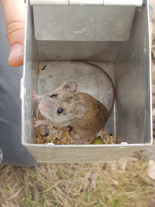A New Holland mouse captured during the surveys. Pictures: Supplied