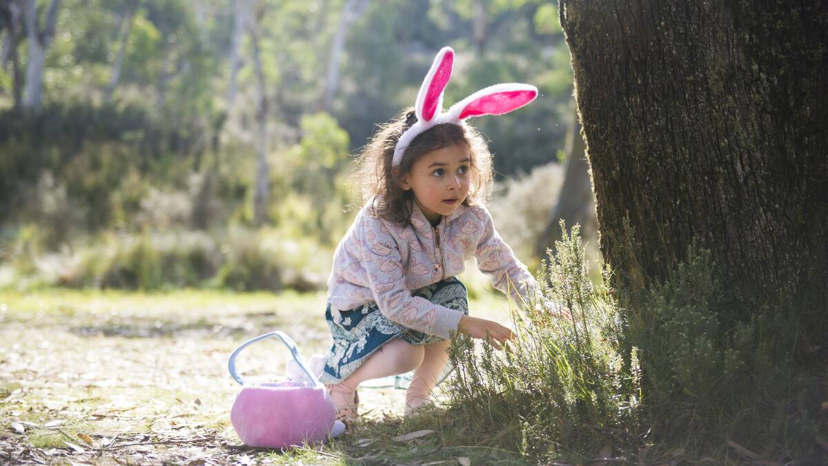Valentina Baxter searches below the trees during a Corin Forest Easter Egg hunt. Picture by Dion Georgopoulos