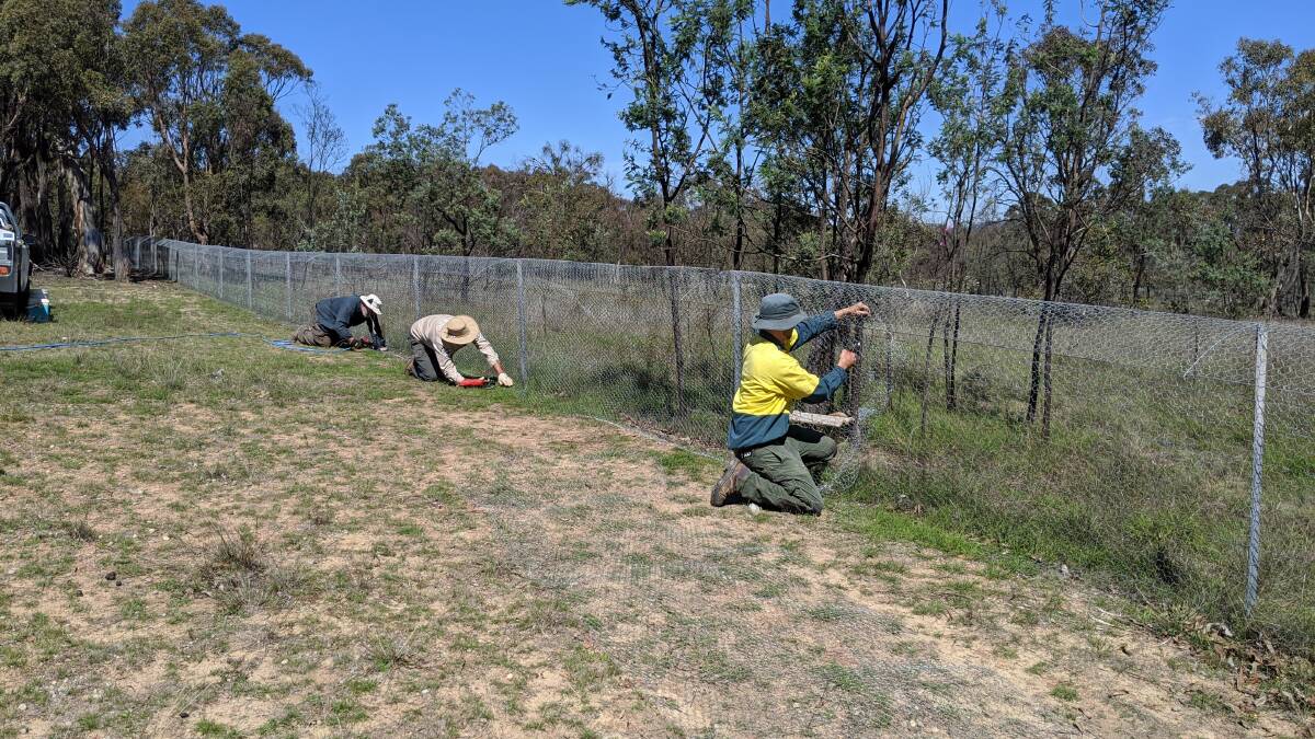 Volunteers and ACT Parks Rangers constructing the mini safe haven fence. Picture: Supplied