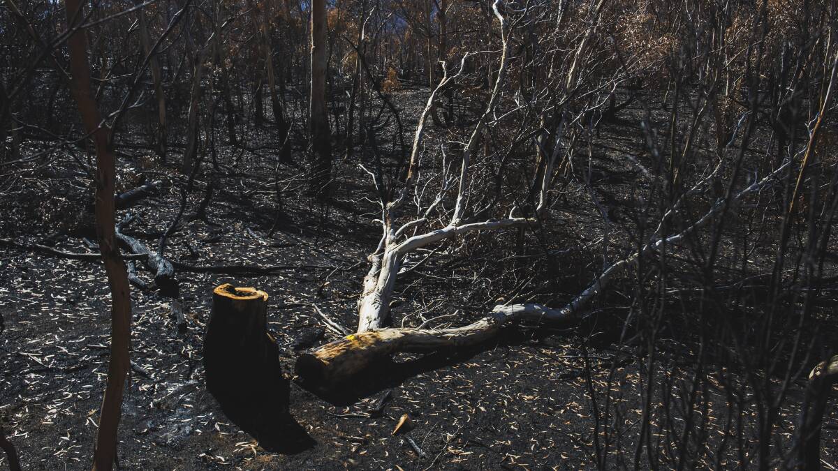 Namadgi National Park after the Orroral Valley Fire. Picture by Dion Georgopoulos