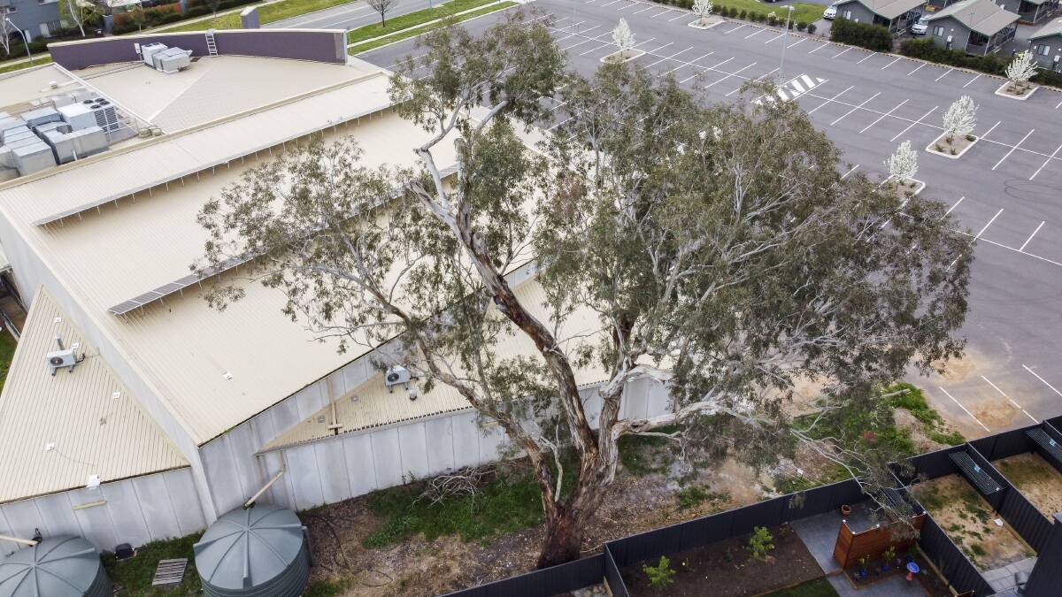 A 350-year-old gum tree in Watson that sparked a debate about heritage and safety, after a branch fell into a neighbouring property. Picture: Sitthixay Ditthavong