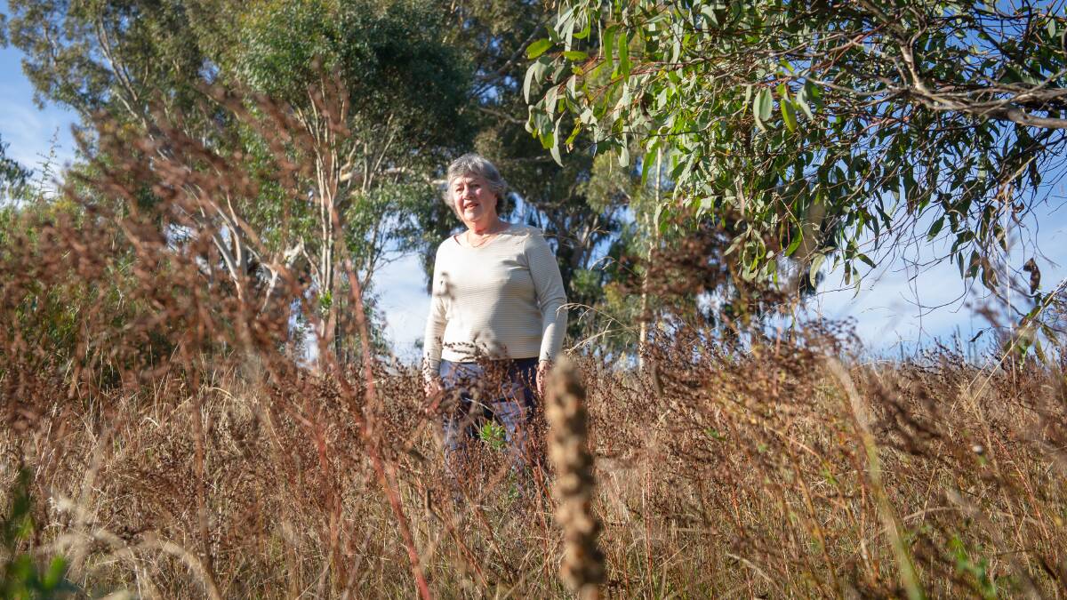 Convenor of Farrer Ridge ParkCare group, Wendy Rainbird, in one of hundreds of volunteers helping the ACT reach its tree target. Picture: Elesa Kurtz