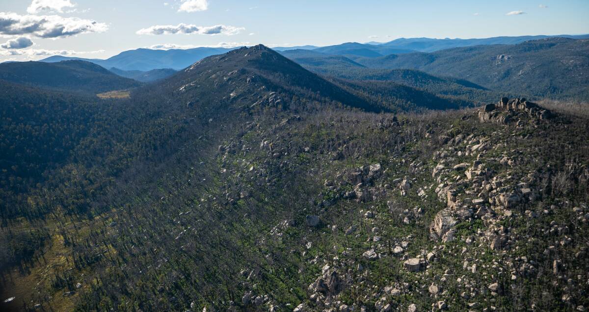 Helicopters soared above Namadgi, scanning the landscape for feral pests. Picture supplied
