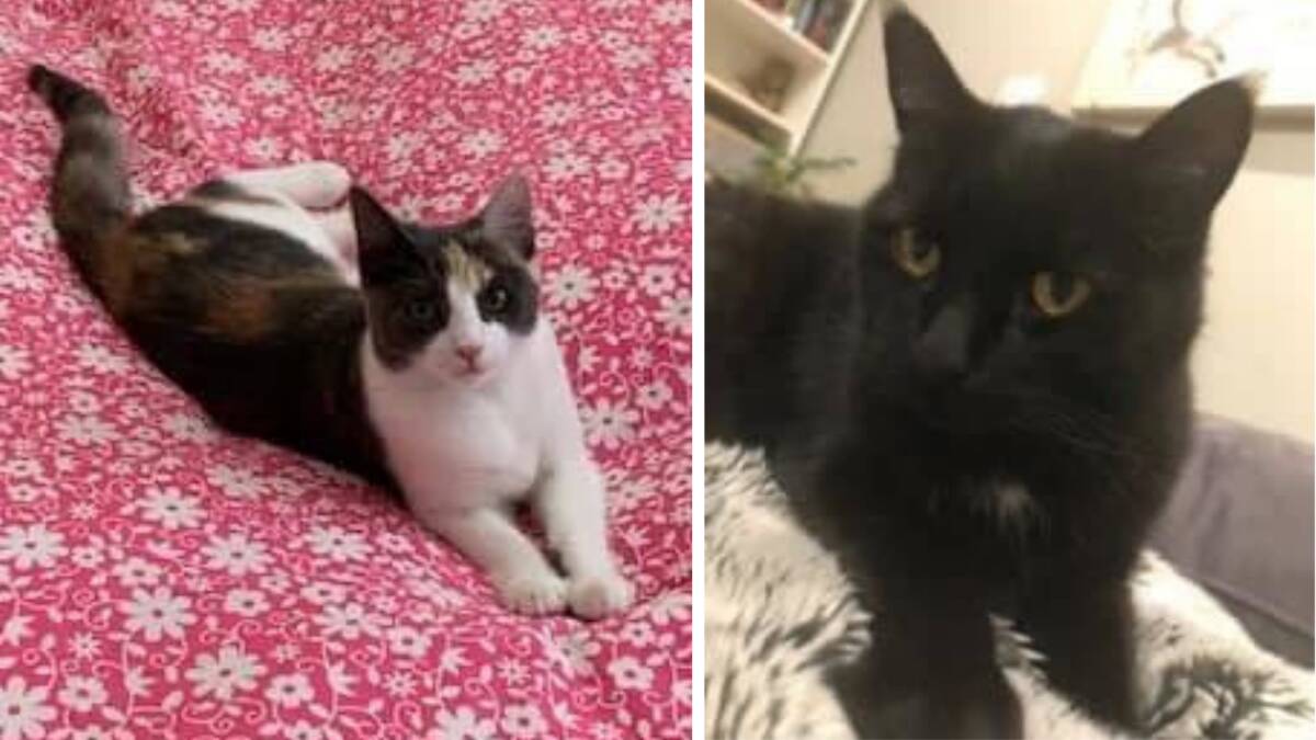 Beau and Luna went missing from the RSPCA public boarding facility following a break in. Pictures: Supplied