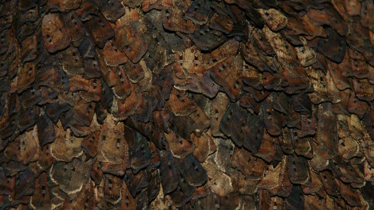 Aestivating Bogong Moths at Mt Gingera. Picture: Ben Keaney