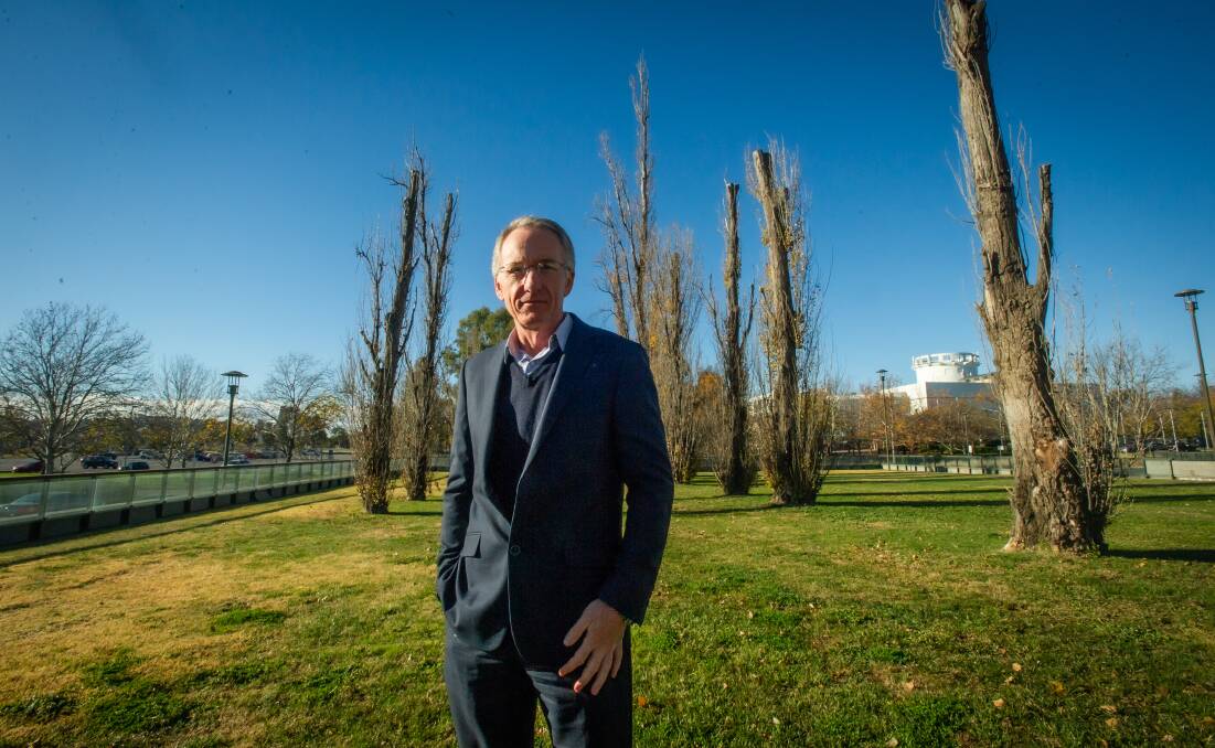 NCA's Duncan MacLennan inspects the polar trees set for removal in the forecourt of the National Library. Picture: Karleen Minney