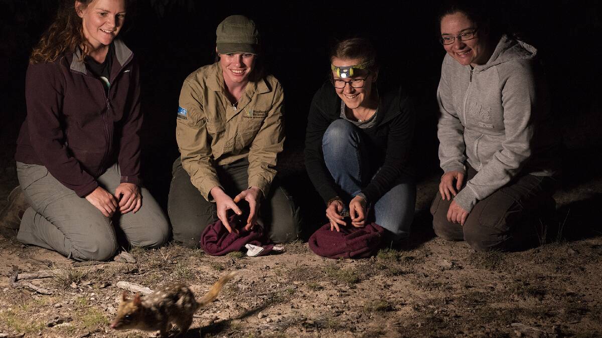 Brittany Brockett, Belinda Wilson, Catherine Ross, and Rachael Robb releasing an eastern quoll at Mulligans Flat as part of a program to reintroduce them. Picture by Christine Fernance