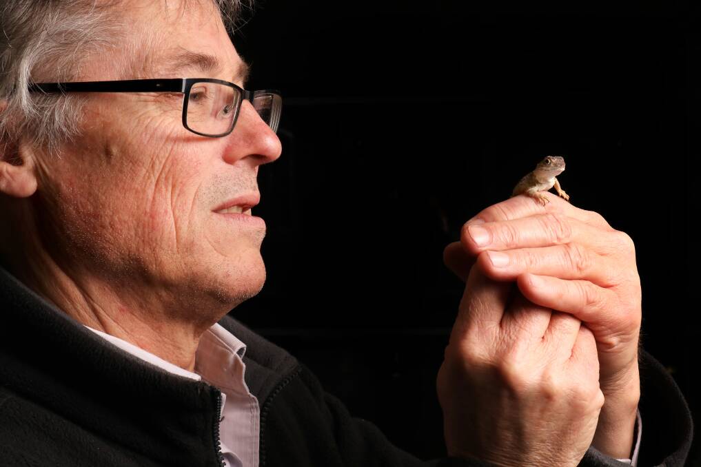 Professor Stephen Sarre with a Canberra Grassland Earless Dragon at the University of Canberra. Picture by James Croucher