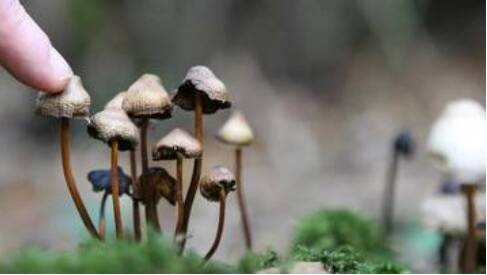 Psilocybin is the psychoactive ingredient found in wild grown "magic mushrooms" that is being touted as a good alternative treatment for mental illness in a medically-controlled environment. Picture: Shutterstock