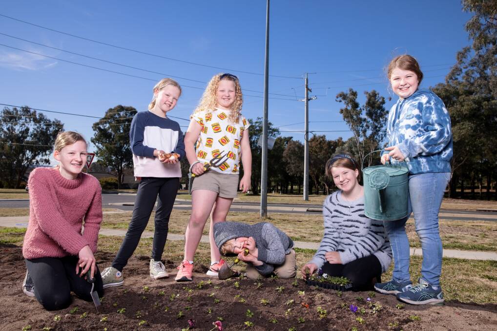 Grace, Taylor, Emerson, and William Gower, joined their friends Teagan and Neve Fitzpatrick in planting bulbs at Chapman for Floriade. Picture: Sitthixay Ditthavong
