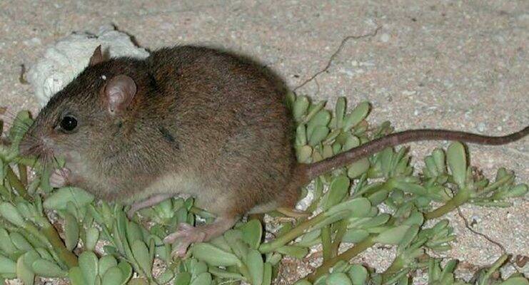 IPCC report finds global warming responsible for species' extinction | The  Canberra Times | Canberra, ACT