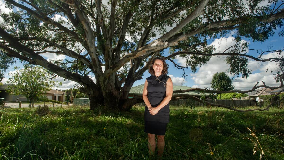 Environment Minister Rebecca Vassarotti has blamed land clearing and climate change for the continued decline of mature native tree numbers in the ACT. Picture: Karleen Minney
