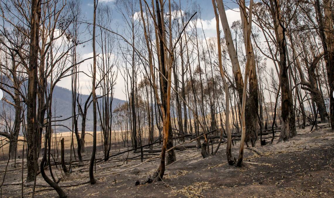 The Orroral Valley was badly burnt when bushfire ripped through Namadgi in January, 2020. Picture by Sitthixay Ditthavong