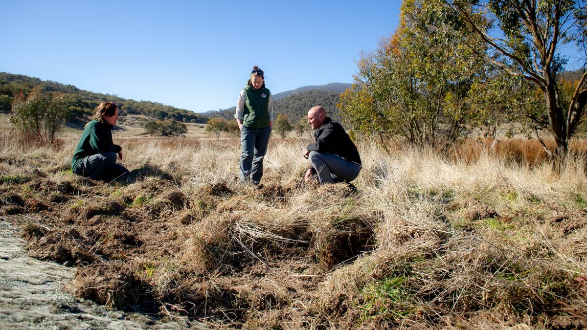 ACT Parks' Sally McIntosh and Louisa Roberts survey the damage caused by feral pigs, alongside ACT conservator of flora and fauna, Bren Burkevics. Picture by Elesa Kurtz