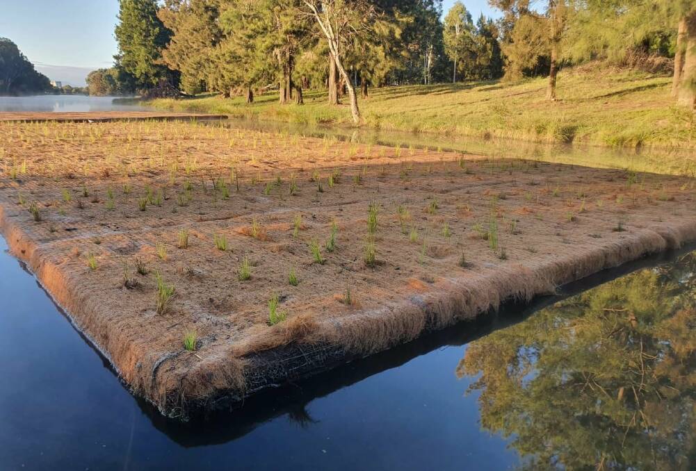 Wetlands have been installed in Lake Tuggeranong to collect excess nutrients building up as a result of a gross pollutant trap. Picture: Supplied