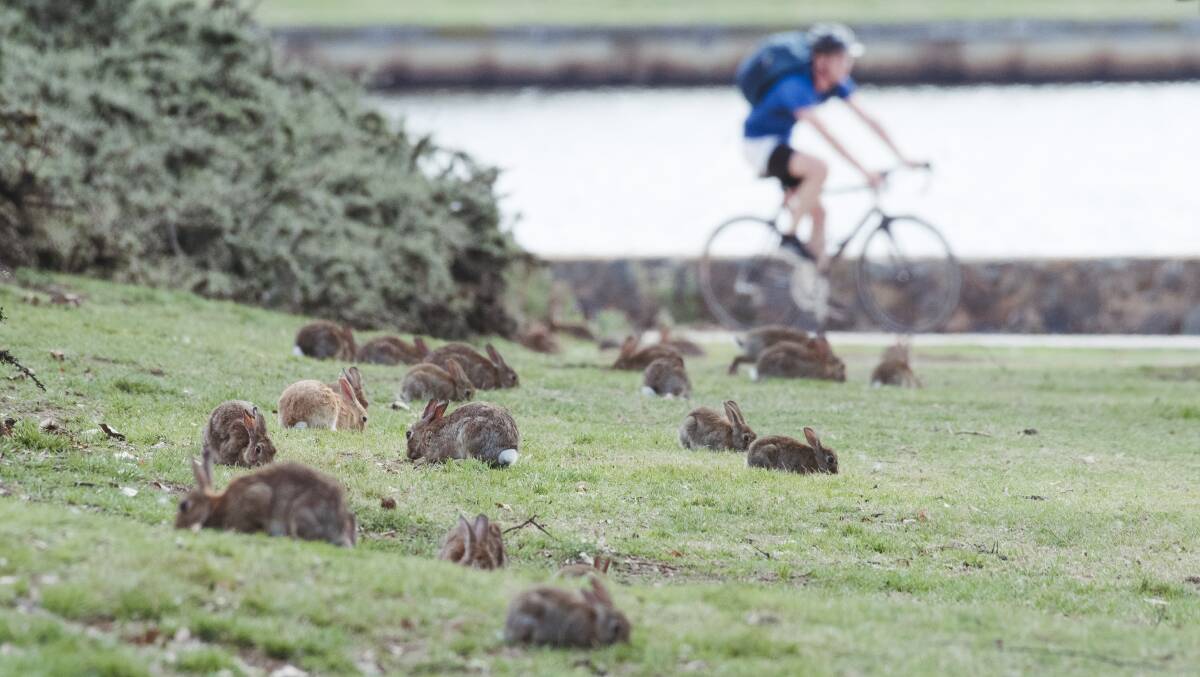 Wet weather has contributed to a feral rabbit population surge in Canberra. Picture: Dion Georgopoulos