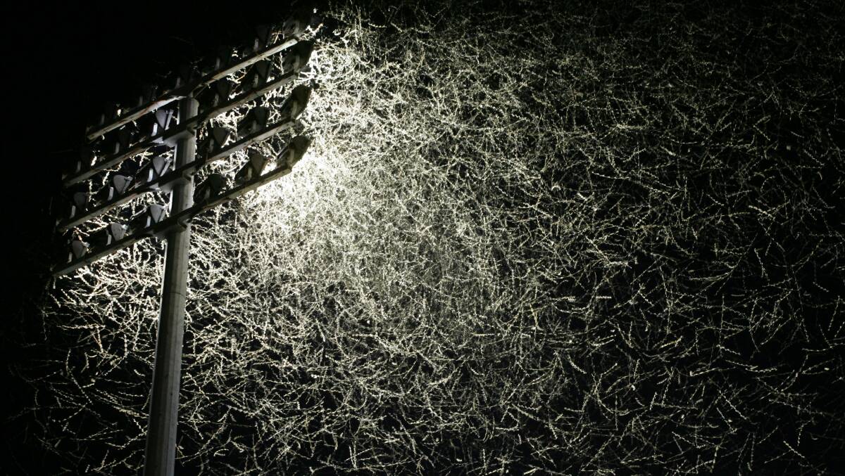 Swarms of bogong moths caught in the floodlights at Newcastle sports stadium in 2005. Picture: Darren Pateman