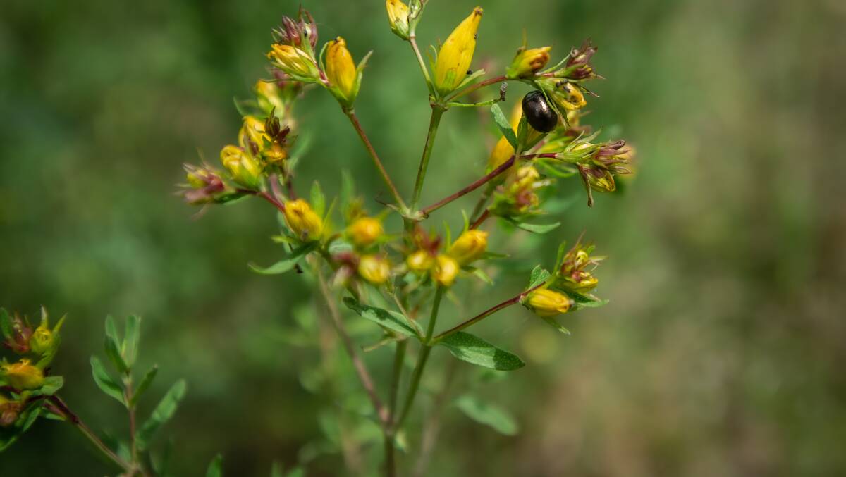 Chrysolina beetles feeding on St Johns' wort. The chrysolina beetle can completely defoliate St Johns' wort, an invasive species that threatens native grasslands. Picture: Karleen Minney