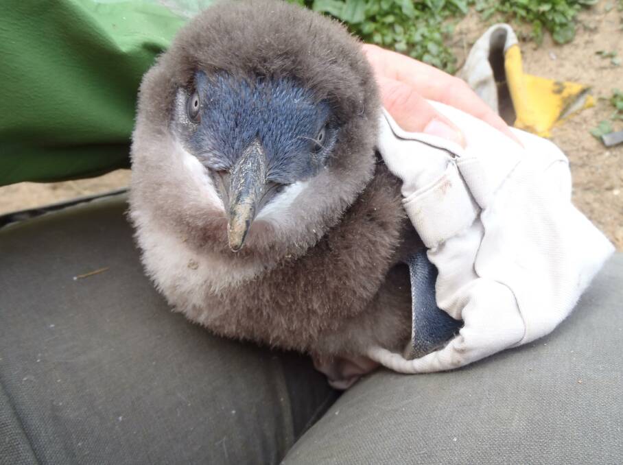 A little penguin chick at Port Campbell National Park. Picture: Supplied
