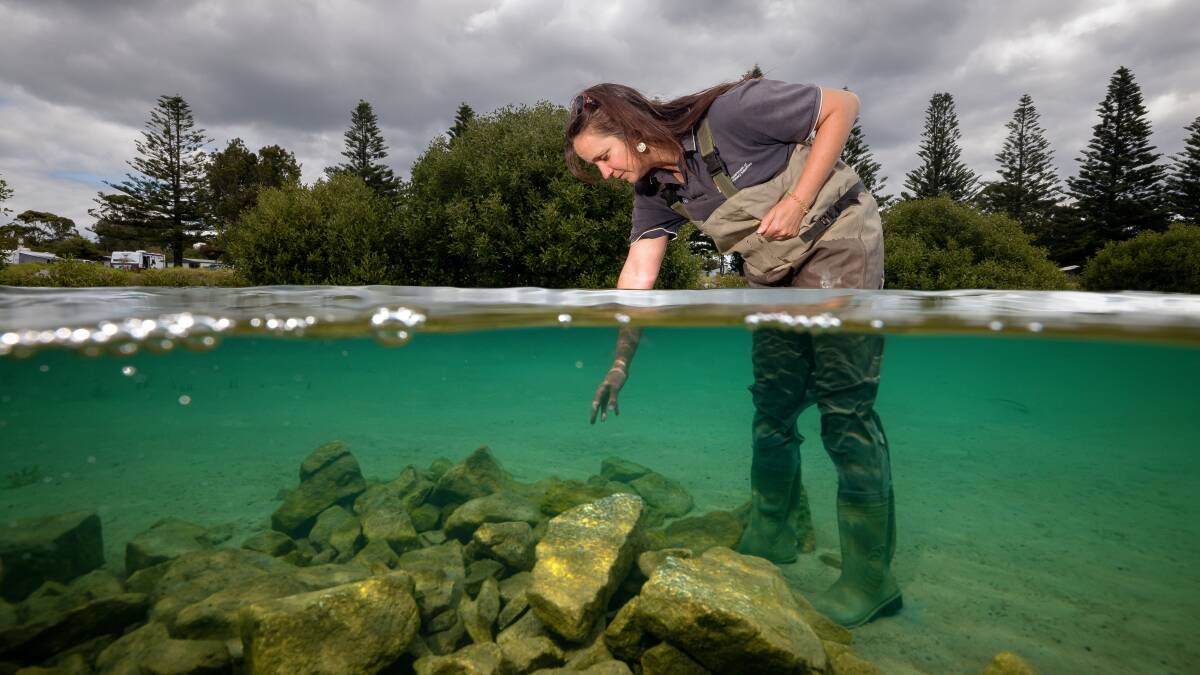 Jillian Keating, Fisheries Manager, Department of Primary Industries, examines a rocky reef in Narooma where oyster larvae are expected to recruit. Picture by Sitthixay Ditthavong