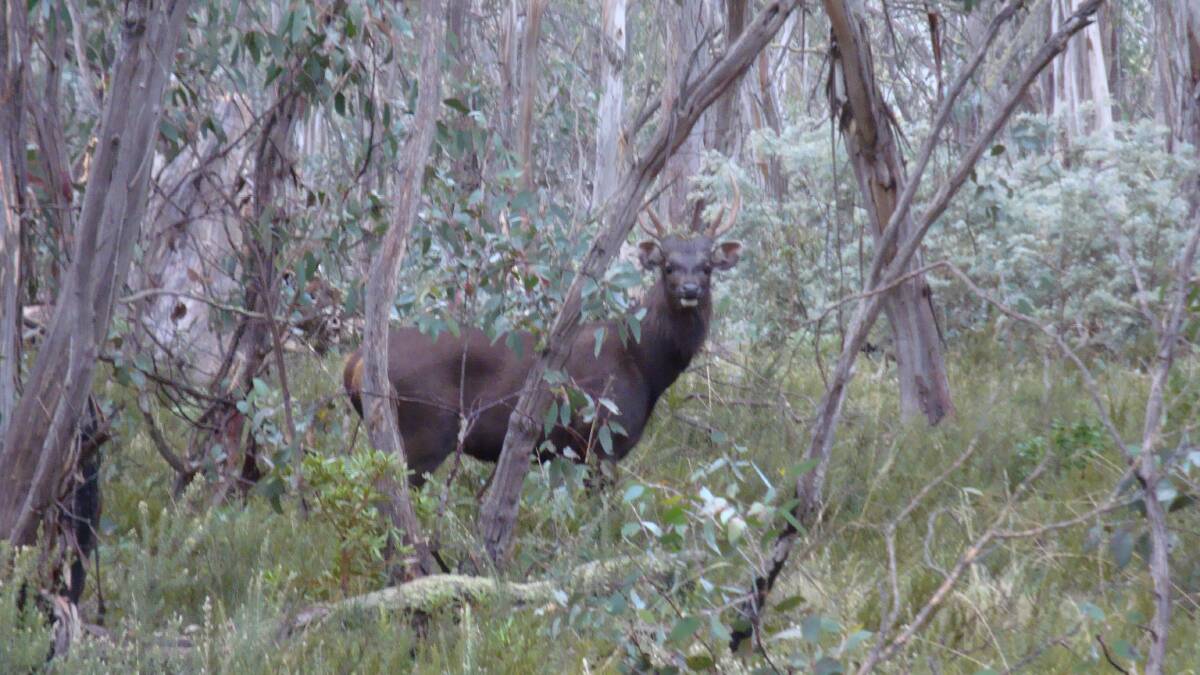 Feral deer will be targeted during the cull. Picture ACT government