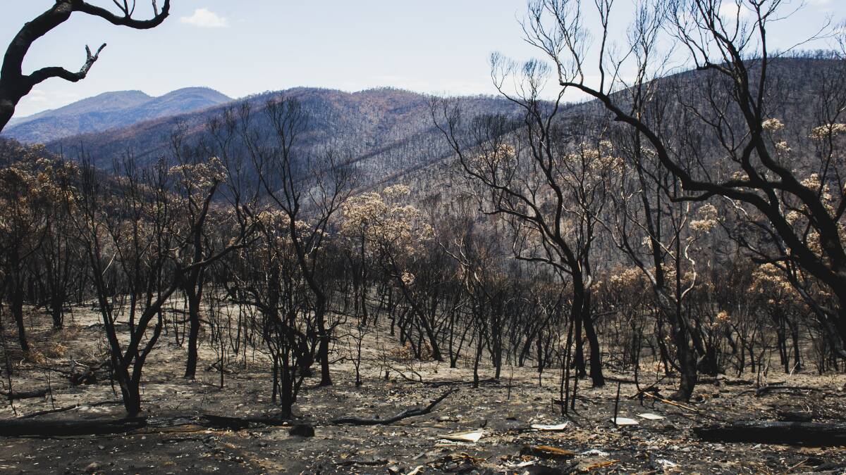 The aftermath at Namadgi National Park from the Orroral Fire. Picture by Dion Georgopoulos