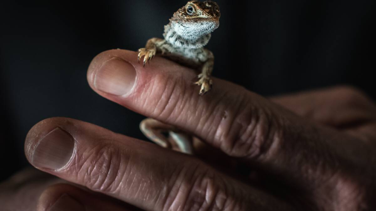 UC Professor Stephen Sarre, has just discovered the earless dragon in Canberra is a unqiue species and not the same species as the ones in the Snowys, making the lizard even rarer than previously thought. Picture by Karleen Minney