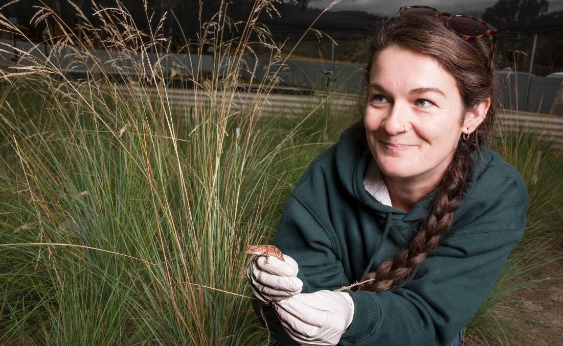 University of Canberra PhD candidate Jess Thomson is conducting research into the Canberra grassland earless dragon. Picture by Sitthixay Ditthavong