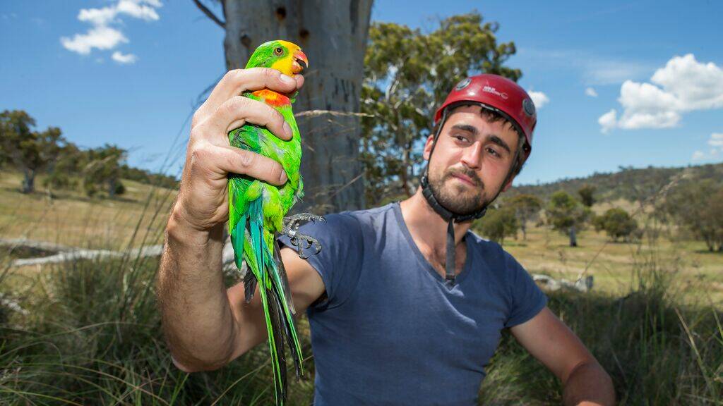 Dejan Stojanovic with the swift parrot which has declined over several decades primarily as a result of habitat loss. Picture ANU media