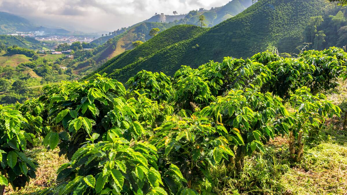 Coffee plants near Manizales in Colombia, which produced a large proportion of the world's coffee. Picture: Shutterstock